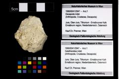 Foto (Objekt + Etikett) von Galatheoidea indet.  (NHMW-GEO-1990-0041-2947)